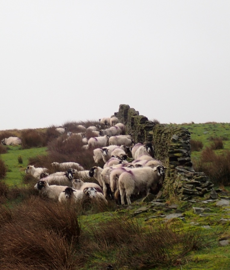 When I got to the ridge above the Woodlands Valley, the wind hit really hard. These sheep were sheltering from the wind (the photo is out of focus as the wind was so strong I couldn't stay still enough to take a decent photo), and we followed their lead. We gave up the idea of walking up Winhill Pike, and stuck to the tree line until we could take a path back to the reservoir.